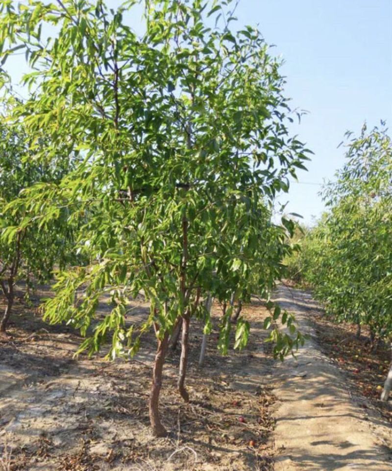 沾化冬枣苗-和田葫芦皇冠-品种保证-死苗包赔