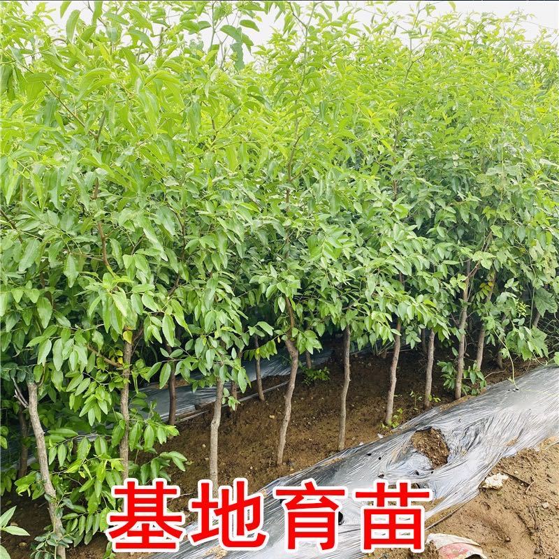 沾化冬枣苗-和田葫芦皇冠-品种保证-死苗包赔
