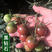 特色樱桃番茄苗子采摘园黑色彩色蓝色绿色超甜小西红柿苗子