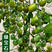 特色樱桃番茄苗子采摘园黑色彩色蓝色绿色超甜小西红柿苗子