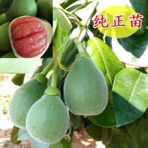正宗泰国红宝石青柚苗柚子苗泰国原装正版母本精品嫁接