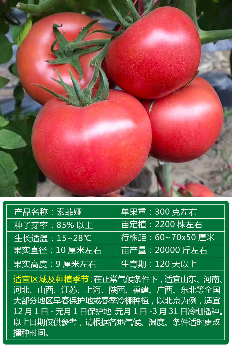 粉果番茄种子索菲娅耐高温着色均匀大果硬粉抗TY病毒