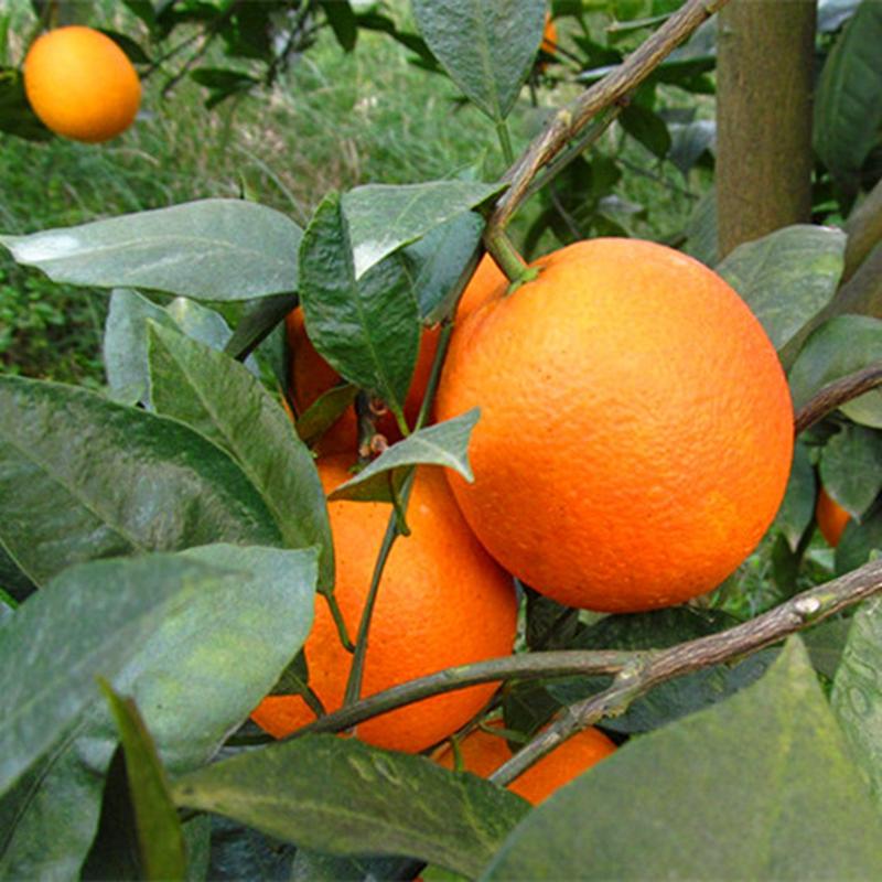 卡拉红心橙果子苗冰糖血橙子苗保证品种基地直销