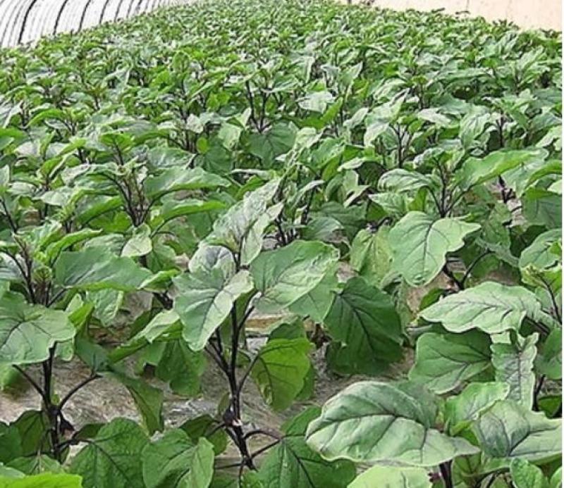 黑宝茄子苗育苗厂,供应嫁接圆茄种苗，早春茄子苗价格