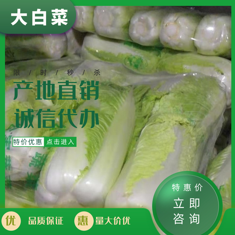 【精品】白菜北京三号精品扁包对头白菜产地直销质保价优