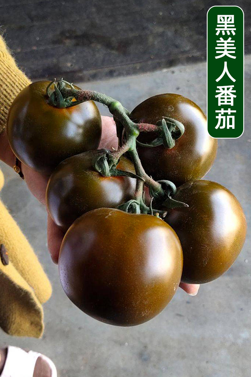 黑番茄种子大果型黑美人紫黑色种籽抗TY抗死棵高俄罗斯边贸