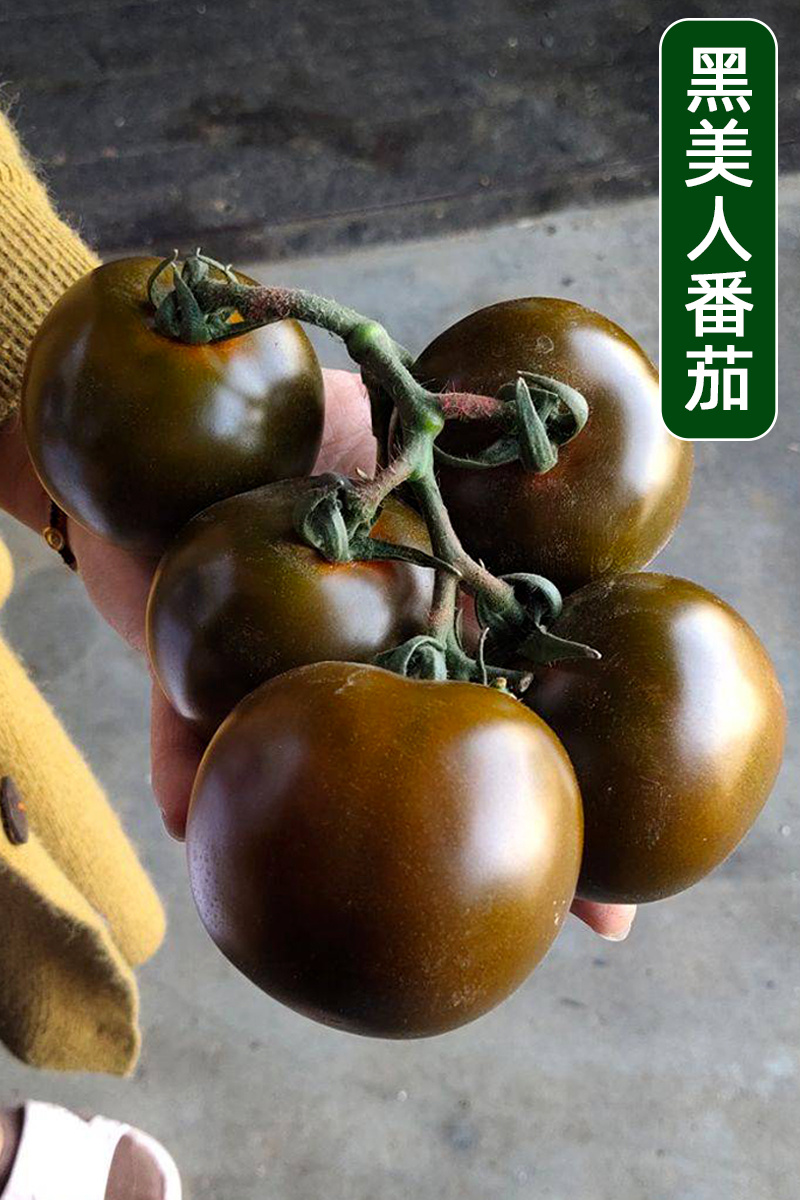 黑番茄种子大果型黑美人紫黑色种籽抗TY抗死棵高俄罗斯边贸