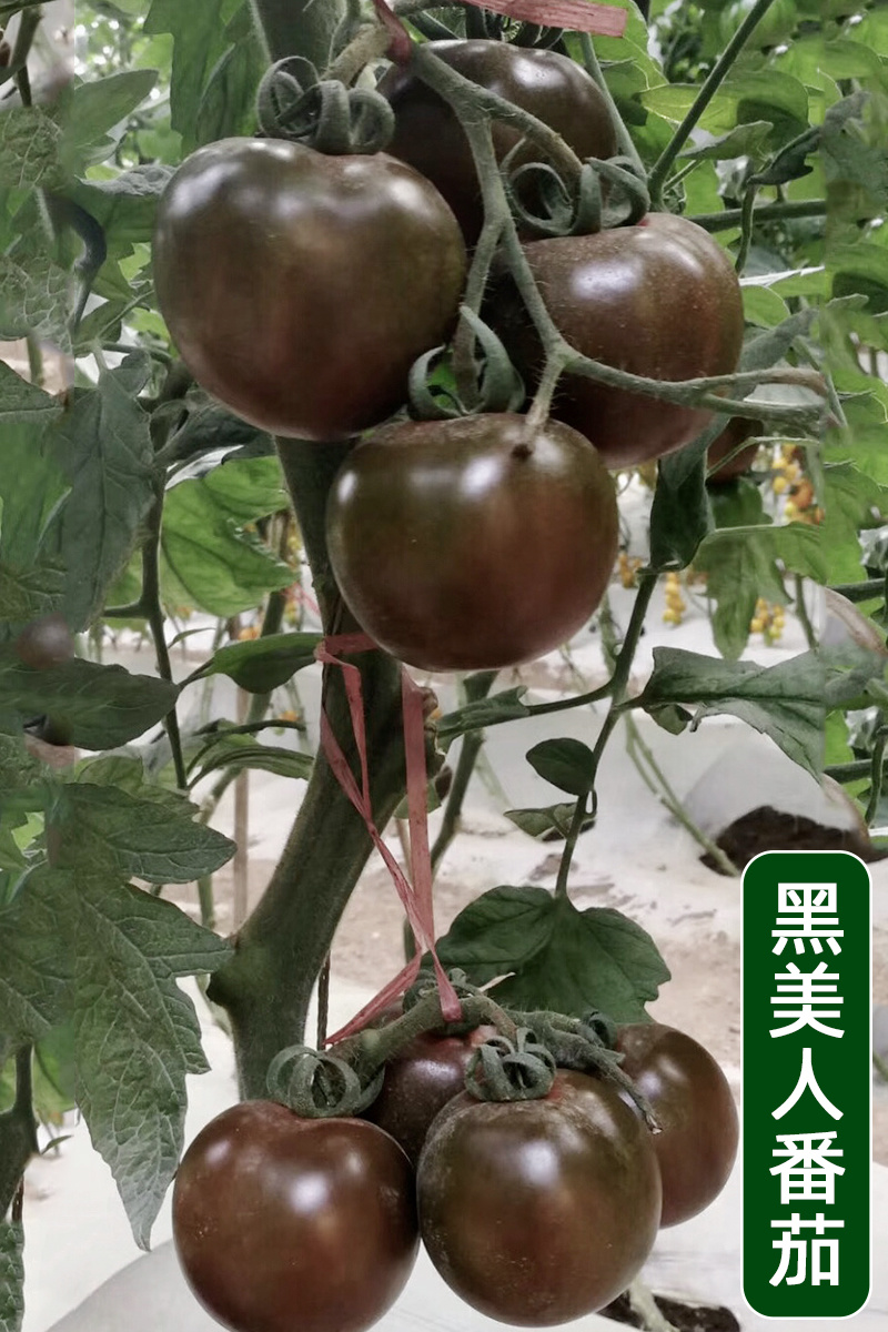 黑番茄种子大果型黑美人紫黑色种籽抗TY抗死棵高俄罗斯边贸