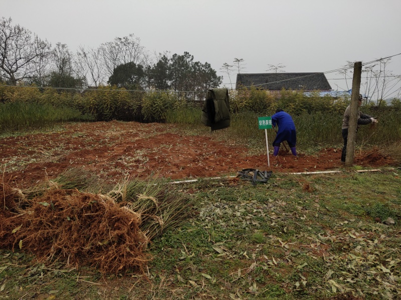 锦香黄桃苗—湖南衡阳基地直供早熟黄桃苗，正宗果树苗