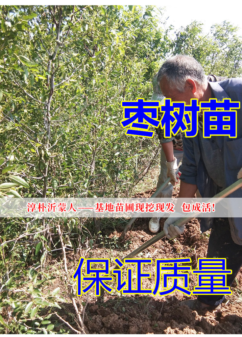 枣树苗冬枣苗嫁接苗基地直销品种齐全提供技术指导