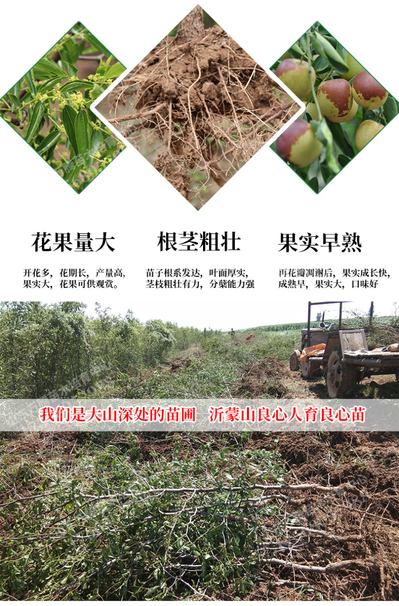 枣树苗冬枣苗嫁接苗基地直销品种齐全提供技术指导