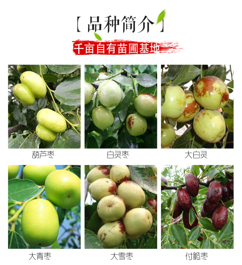 枣树苗冬枣苗嫁接苗基地直销品种齐全提供技术指导