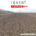 枣树苗冬枣苗嫁接苗基地直销品种齐全提供技术指导