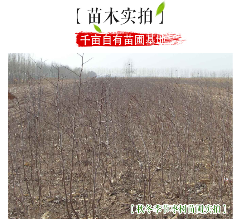 枣树苗冬枣苗嫁接苗基地直销品种齐全提供技术指导