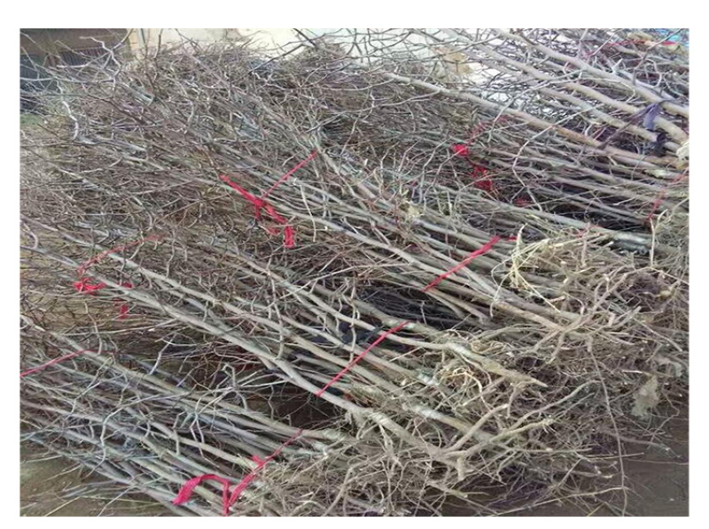 枣树苗冬枣苗嫁接苗基地直销品种齐全提供技术指导