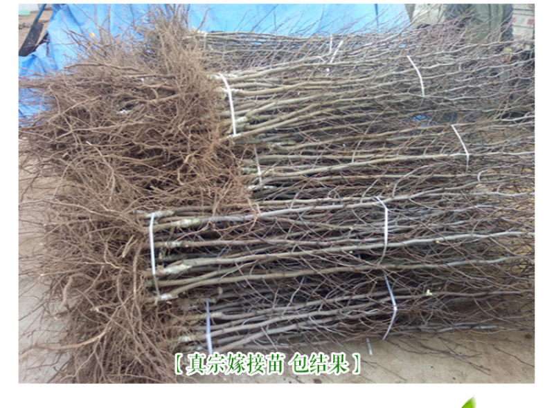 枣树苗冬枣苗嫁接苗基地直销品种齐全提供技术指导