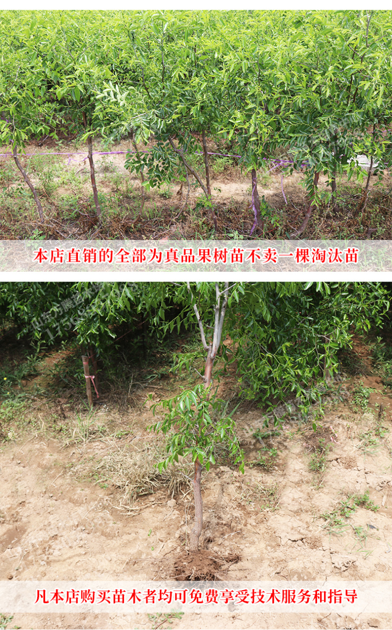 枣树苗冬枣苗嫁接苗基地直销品种齐全提供技术指导