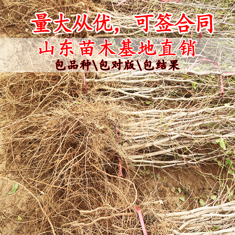 枣树苗冬枣苗嫁接苗基地直销品种齐全提供技术指导