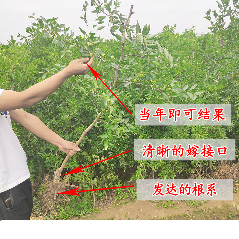 枣树苗冬枣苗嫁接苗基地直销品种齐全提供技术指导