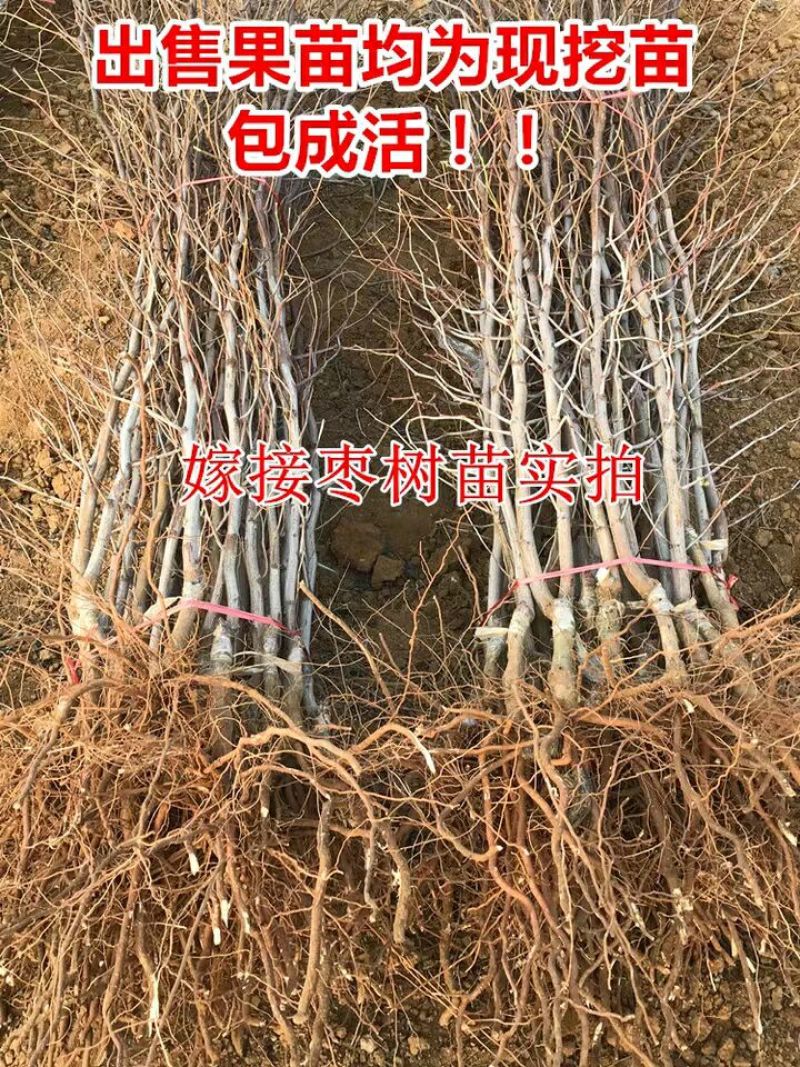 枣树苗冬枣苗嫁接苗基地直销品种齐全提供技术指导