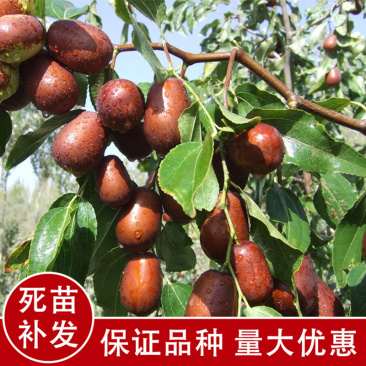 枣树苗冬枣苗嫁接苗基地直销品种齐全提供技术指导