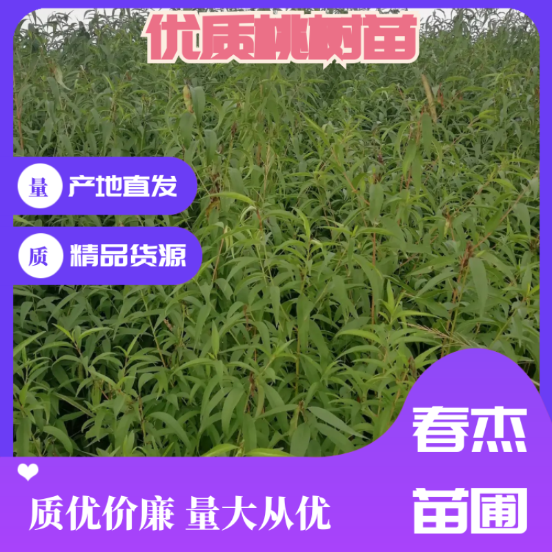 【优质】河南桃树苗毛桃树苗全国发货可视频挑货欢迎咨询