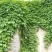 四季常青爬墙虎种子室内爬藤植物种子庭院攀援花卉种子爬山虎