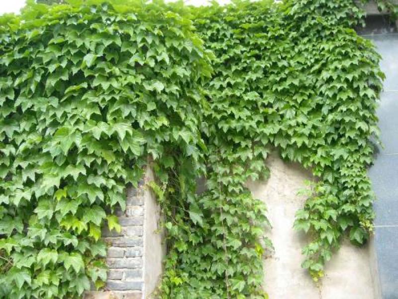 四季常青爬墙虎种子室内爬藤植物种子庭院攀援花卉种子爬山虎