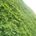 四季常青爬墙虎种子室内爬藤植物种子庭院攀援花卉种子爬山虎