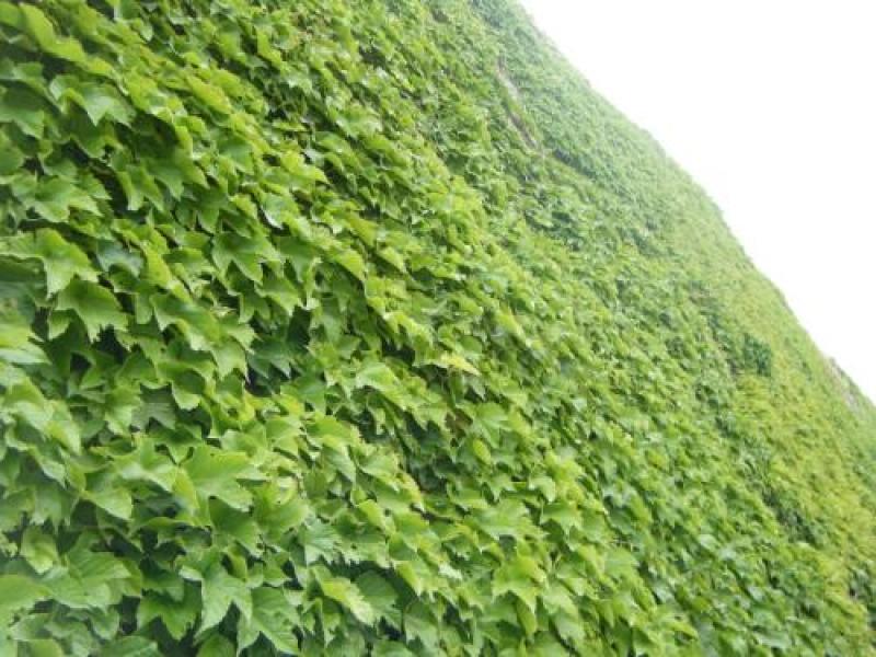 四季常青爬墙虎种子室内爬藤植物种子庭院攀援花卉种子爬山虎
