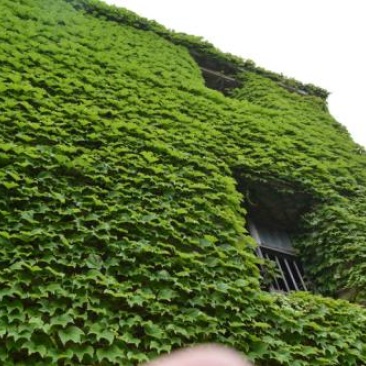 四季常青爬墙虎种子室内爬藤植物种子庭院攀援花卉种子爬山虎