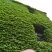 四季常青爬墙虎种子室内爬藤植物种子庭院攀援花卉种子爬山虎