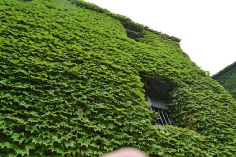 四季常青爬墙虎种子室内爬藤植物种子庭院攀援花卉种子爬山虎