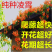 凌霄苗美国凌霄苗耐寒花期长爬藤易成活基地直销