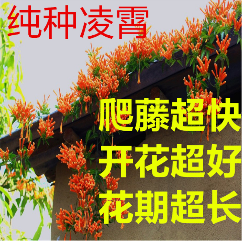 凌霄苗美国凌霄苗耐寒花期长爬藤易成活基地直销