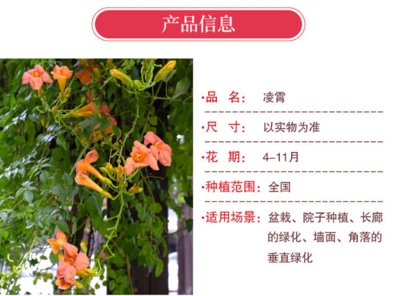 凌霄苗美国凌霄苗耐寒花期长爬藤易成活基地直销