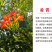凌霄苗美国凌霄苗耐寒花期长爬藤易成活基地直销