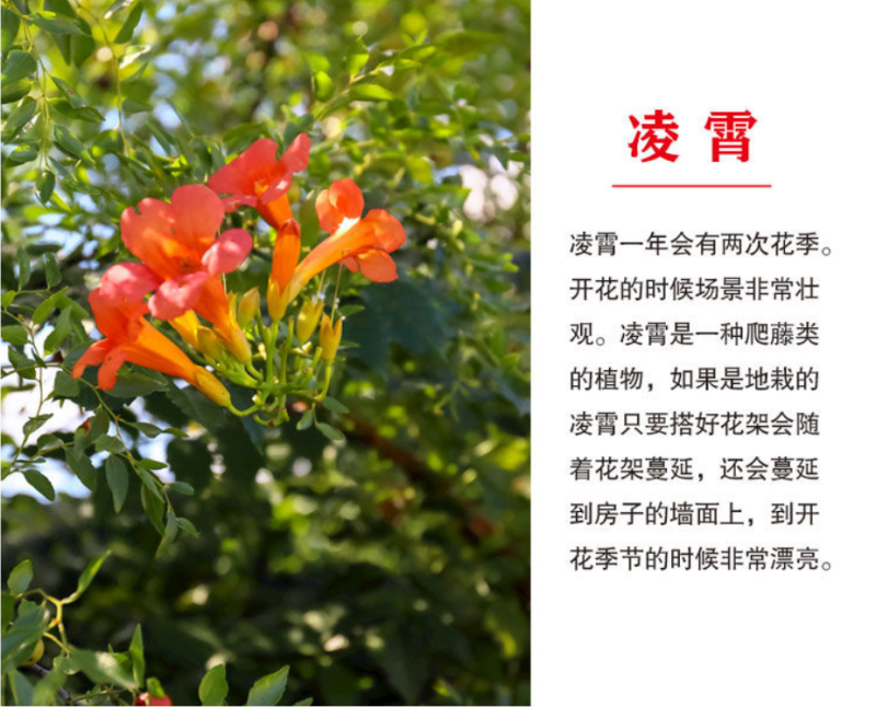 凌霄苗美国凌霄苗耐寒花期长爬藤易成活基地直销