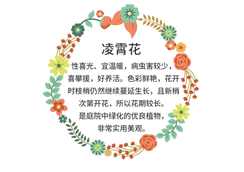 凌霄苗美国凌霄苗耐寒花期长爬藤易成活基地直销