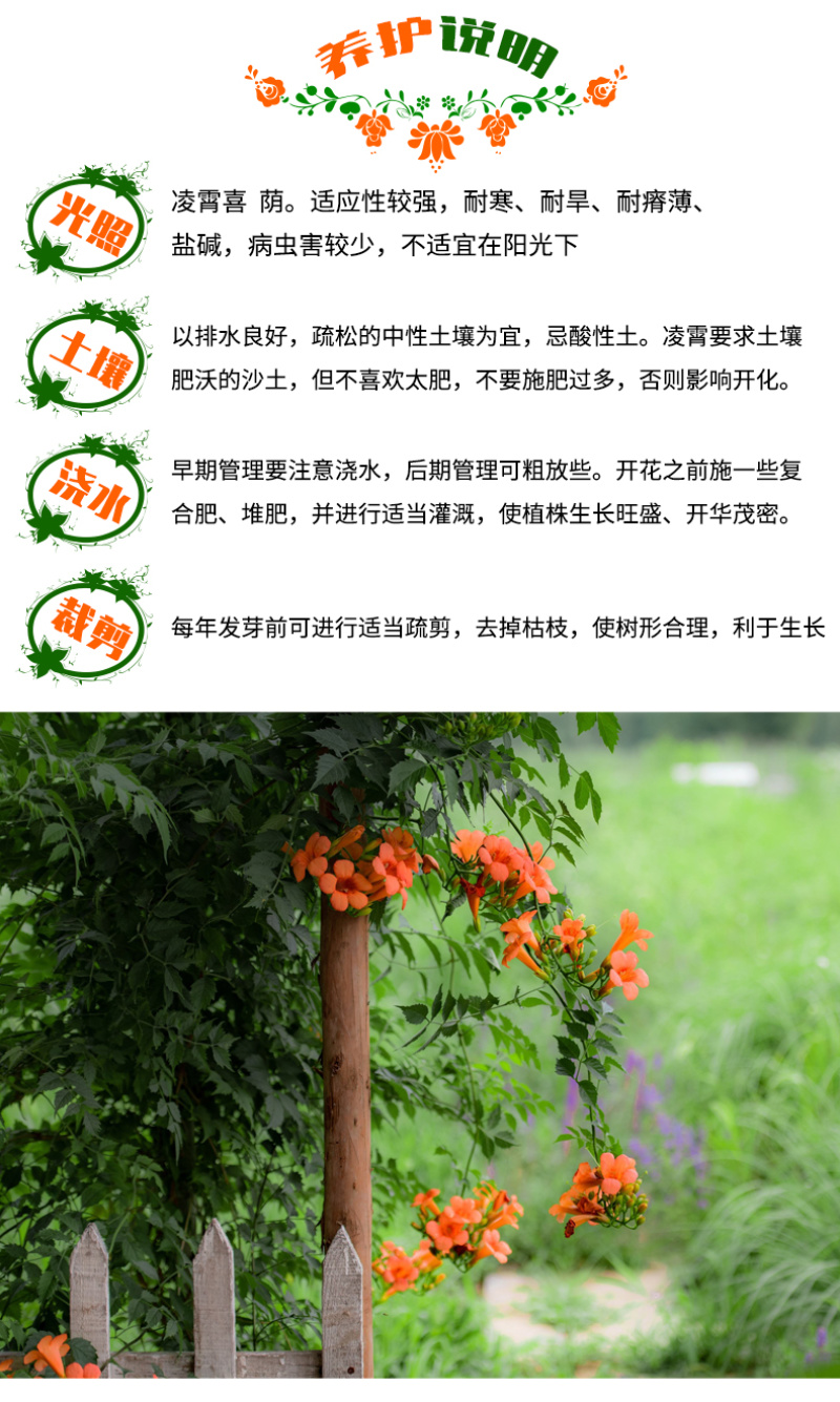 凌霄苗美国凌霄苗耐寒花期长爬藤易成活基地直销