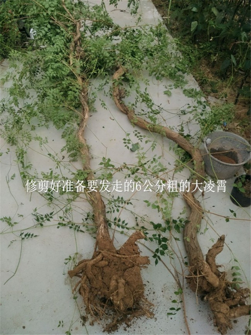 凌霄苗美国凌霄苗耐寒花期长爬藤易成活基地直销