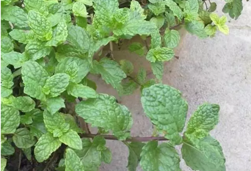 薄荷种子荆芥薄荷种子留兰香薄荷种子柠檬薄荷种子