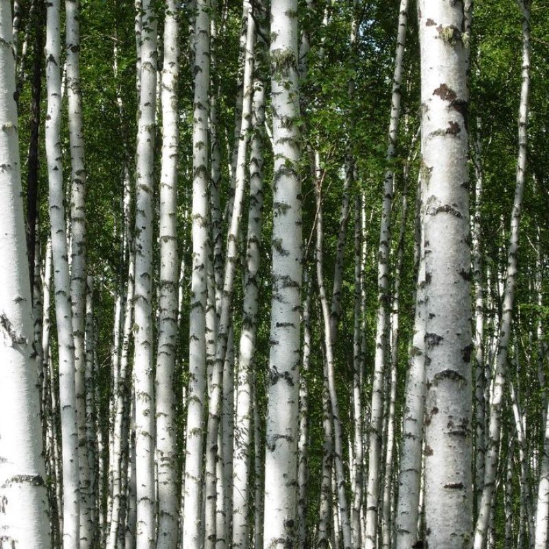 白桦树种子白桦种子粉桦桦皮树桦树种子桦木桦皮