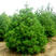 新采一级白皮松种子华山松种子油松种子种子精选