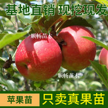 苗圃直发苹果苗红富士苹果苗寒富苹果苗华硕品种齐全