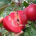 苗圃直发苹果苗红富士苹果苗寒富苹果苗华硕品种齐全