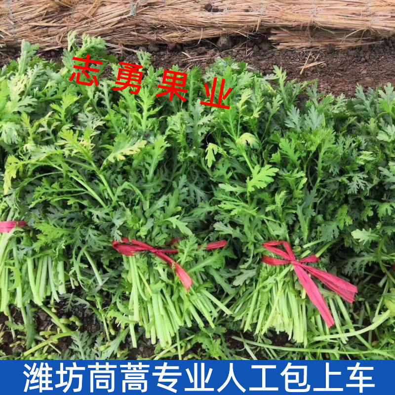 潍坊茼蒿菜，5块钱一米，便宜处理量大从优大量有货！