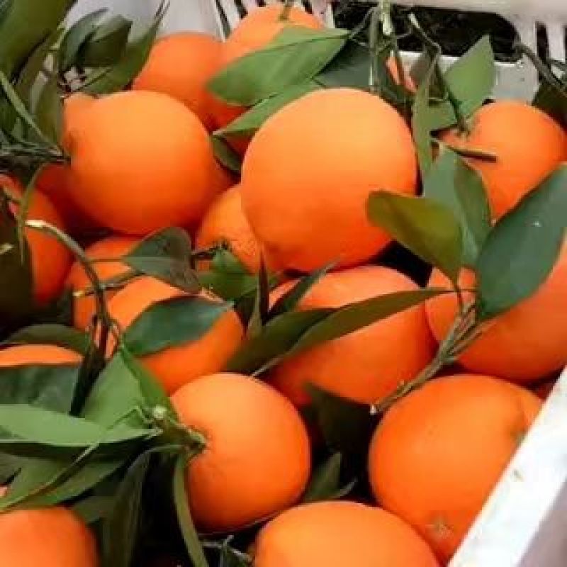 【热卖推荐】精品宜昌脐橙口味纯正，现货产地直发欢迎选购