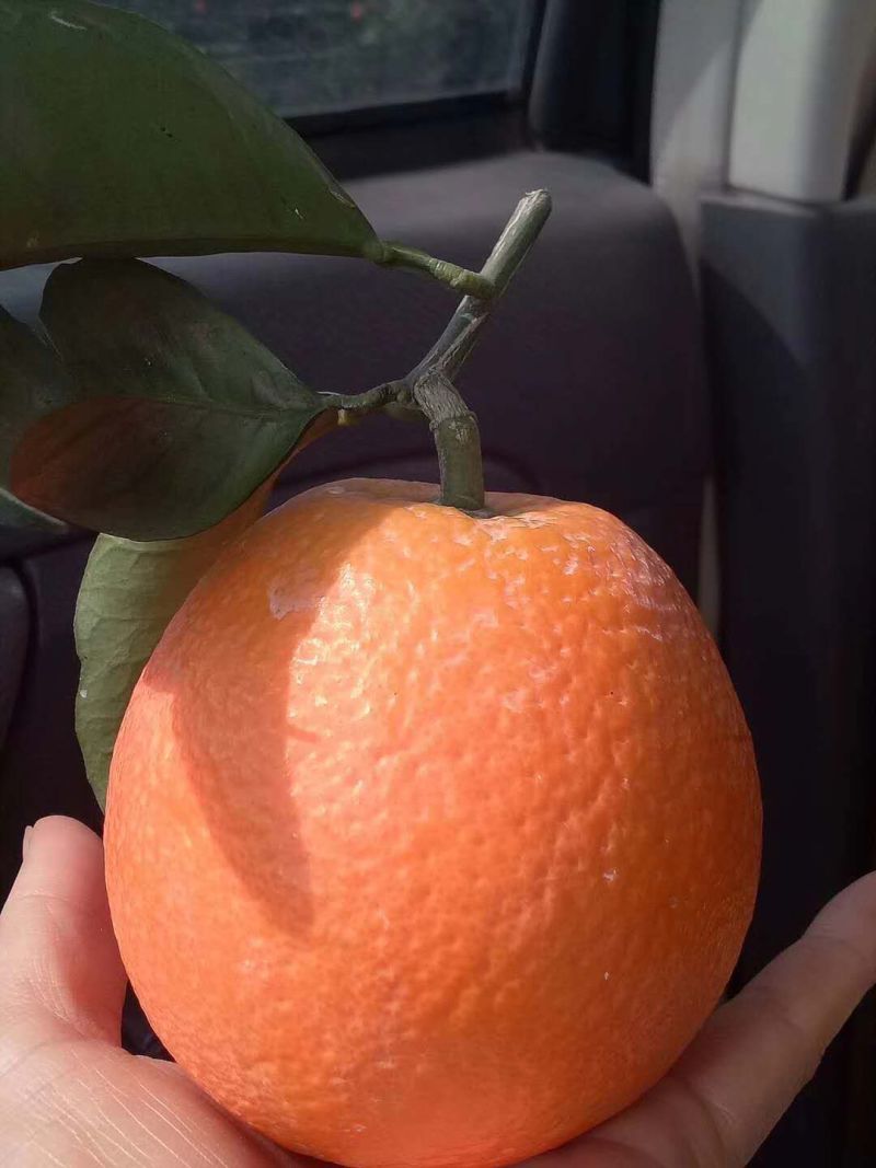 【热卖推荐】精品宜昌脐橙口味纯正，现货产地直发欢迎选购