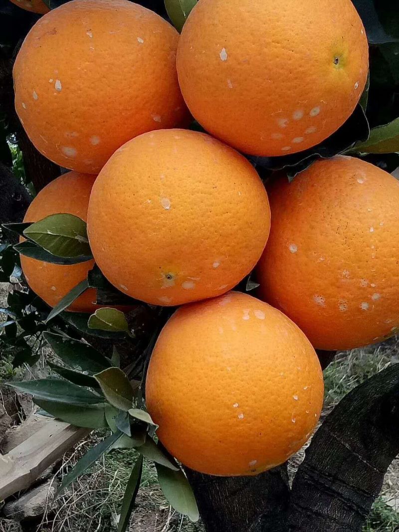 【热卖推荐】精品宜昌脐橙口味纯正，现货产地直发欢迎选购